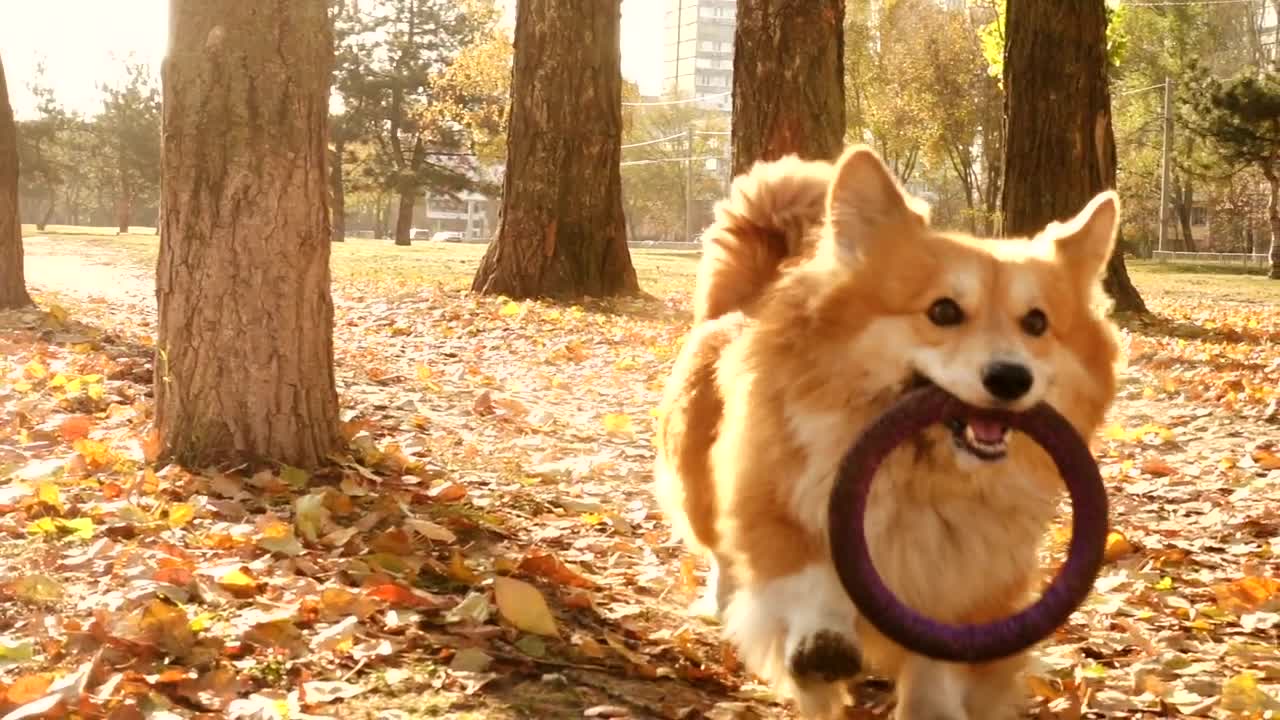 My obedient dog finds something for me