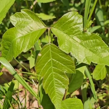 Poison Ivy Remedy Poison Ivy Neutralizer