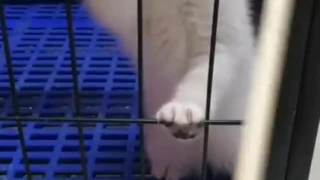 kitten playing with sticks