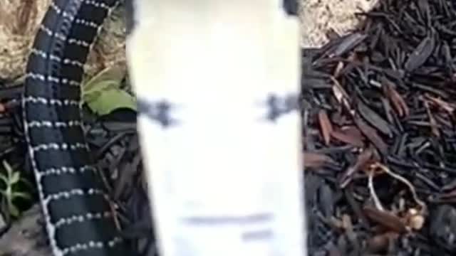Aggressive snake