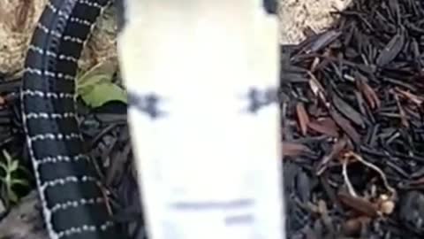Aggressive snake