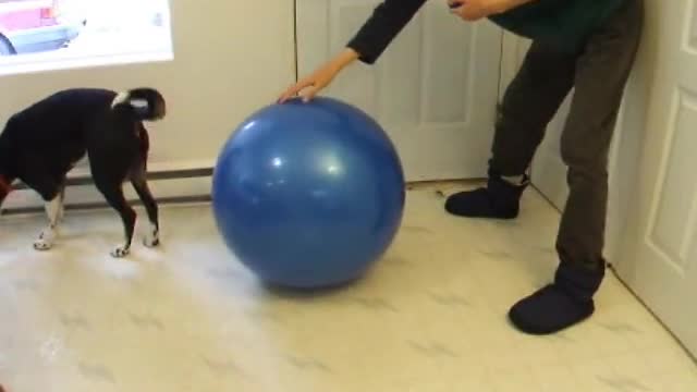 How to Teach 'Treibball' 'Push Ball' Urban Herding: A Great Yoga Ball Game for Energetic Dogs!