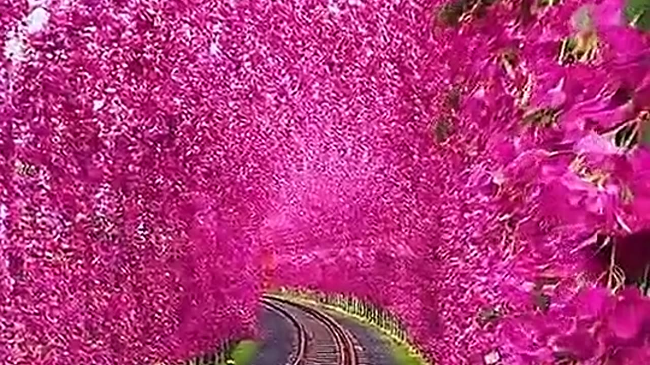 About flowers