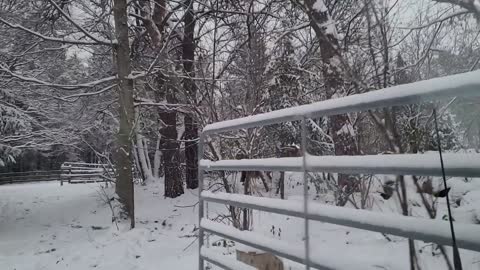 Breakfast for the herd in the first snow of the season