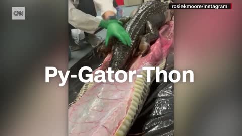 19_'Never smelled anything like that' Scientist finds gator inside 18-foot python