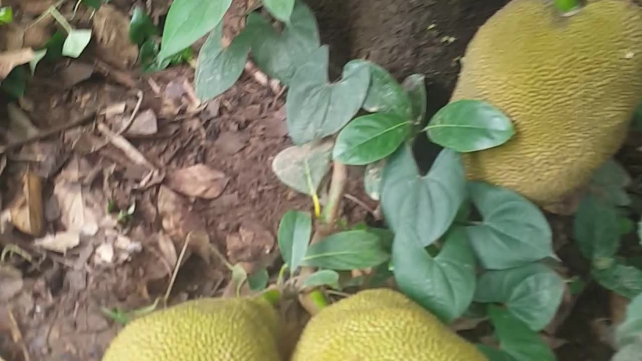 Jackfruit and tree