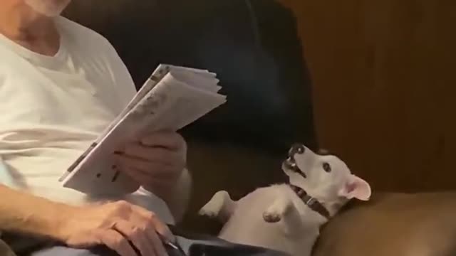 Dog Barks to Get Their Busy Owner's Attention