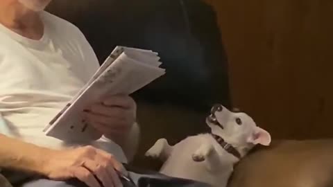 Dog Barks to Get Their Busy Owner's Attention