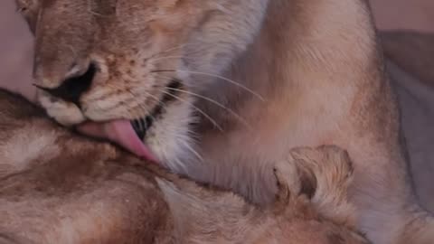 The sweetness of lioness mom with her little cub #southafrica #wildanimals #nature #lion