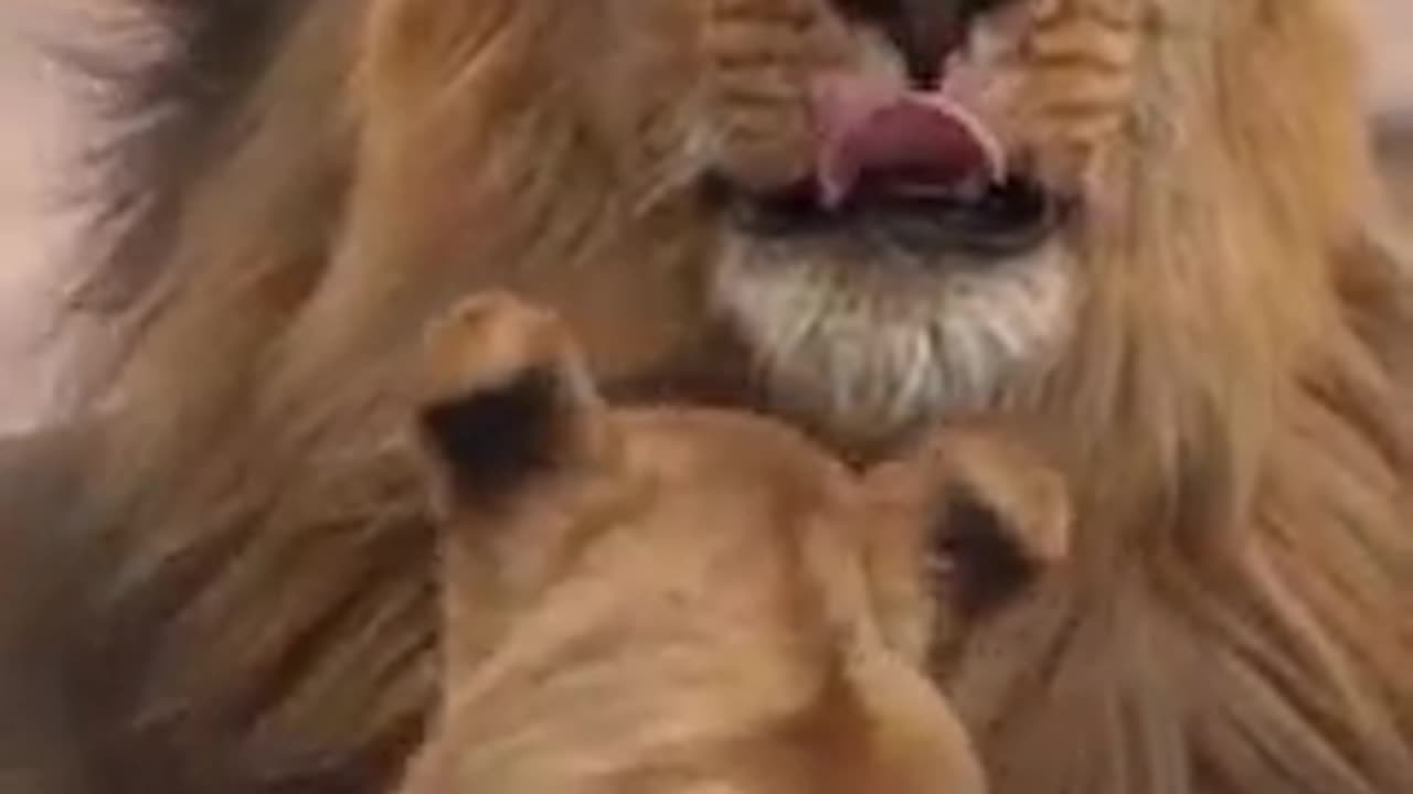 Lion the King of the forest. Biggest Lion videos