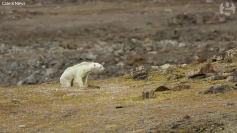 Starving polar bear video exposes climate change impact