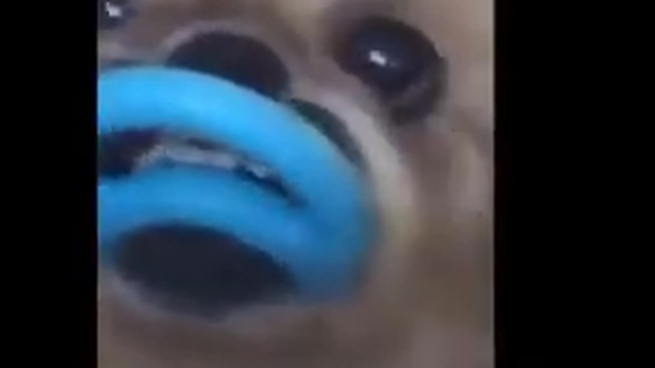 Funny animal