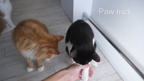 How I Trained My Cats