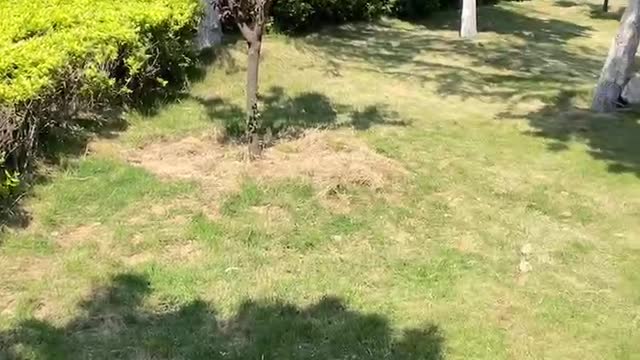 The green lawn and the green trees are really beautiful!