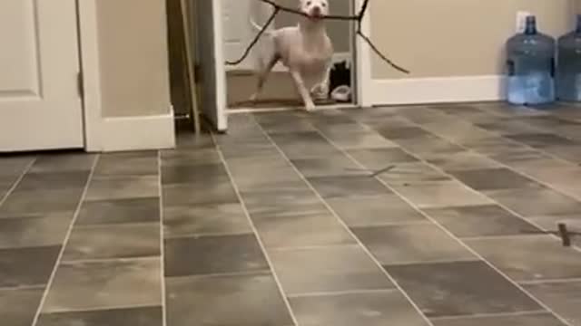 Dog takes a branch to its owner 🐕