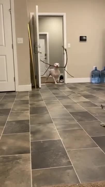 Dog takes a branch to its owner 🐕