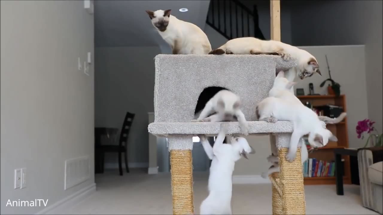 Cute Cat Family