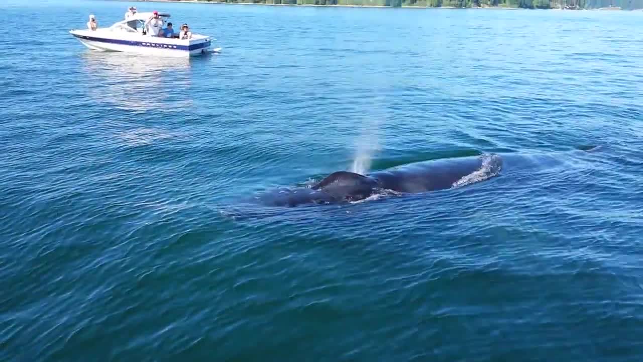 Whale Encounter at Chambers Bay