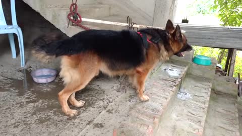 German Shepherd barking