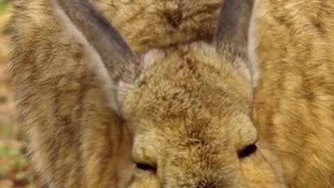 Animal world amazing