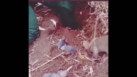 Beaver witha Family Got New Home | Animals |