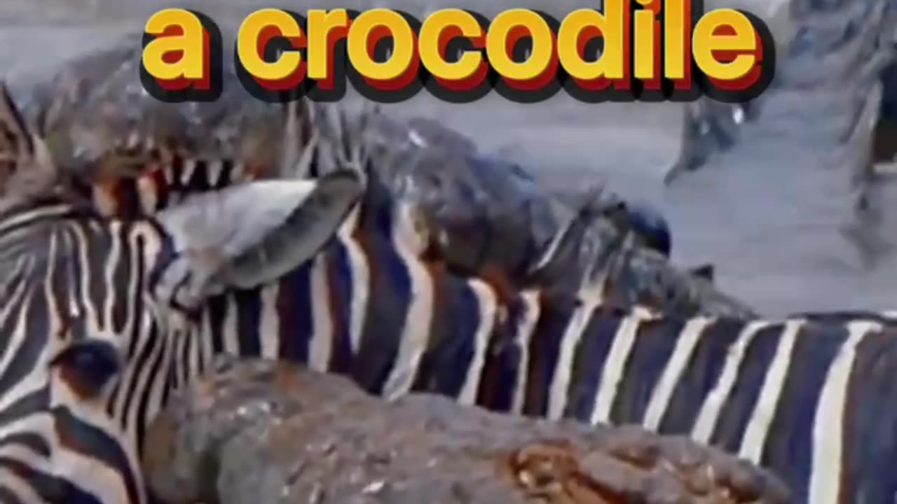 A zebra is a victim of a crocodile