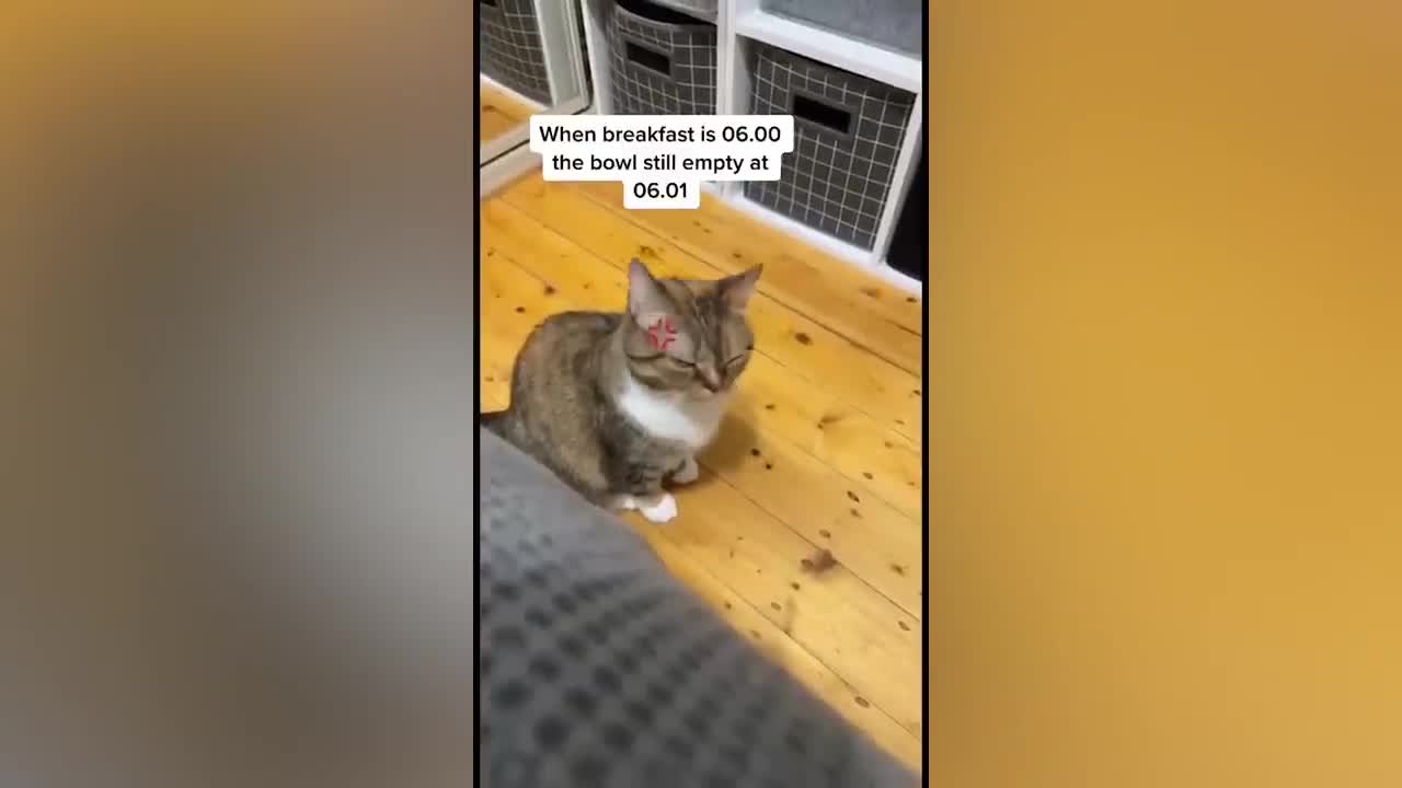 FUNNY CAT MEMES COMPILATION OF 2022