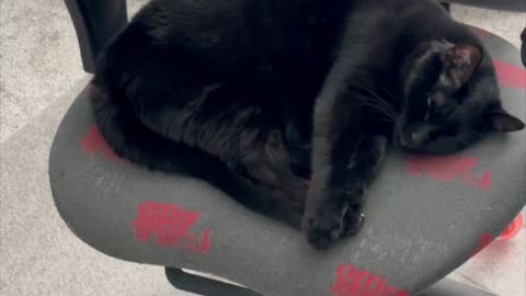 Adopting a Cat from a Shelter Vlog - Cute Precious Piper Dreams of Becoming an Olympic Diver #shorts