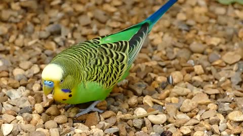 cute parakeet