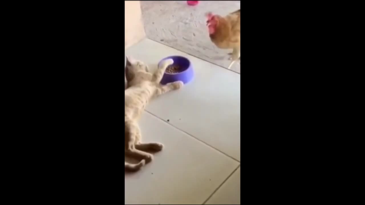 Funny cats part 6