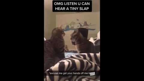 Funny Animal Videos