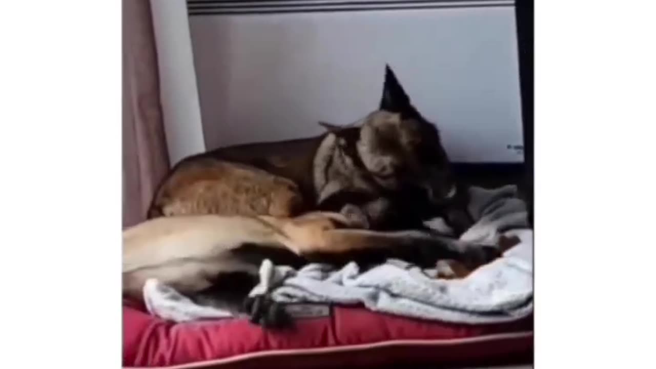 Dog stolen the other dog food