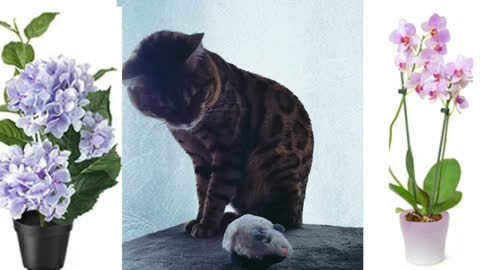 Bengal Kater und Maus.