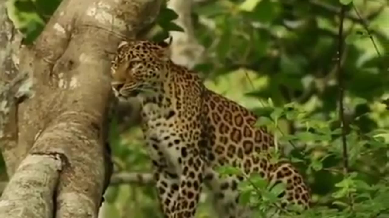 Wildlife from close view with different perspective.