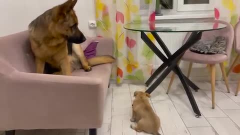 German Shepherd Attacked by Cute Puppy