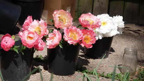 FULL PEONY TOUR: Peony Garden Tour