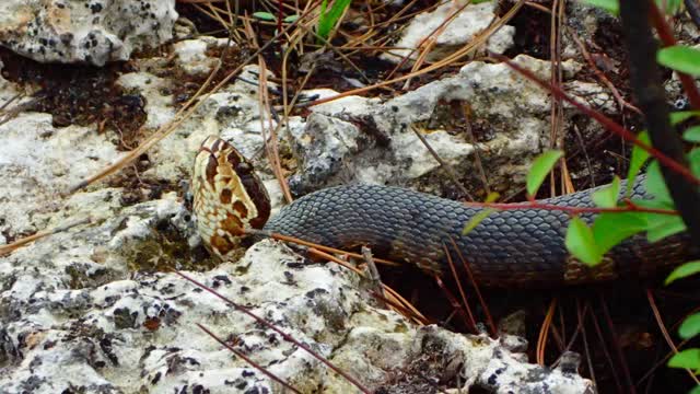 Gran Hechicero - Serpiente