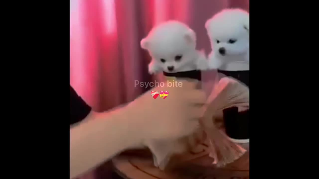 CATS HELPING OWNER WITH THE ACCOUNT