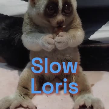 TOP 10 Cutest Exotic Animals In The World #shorts