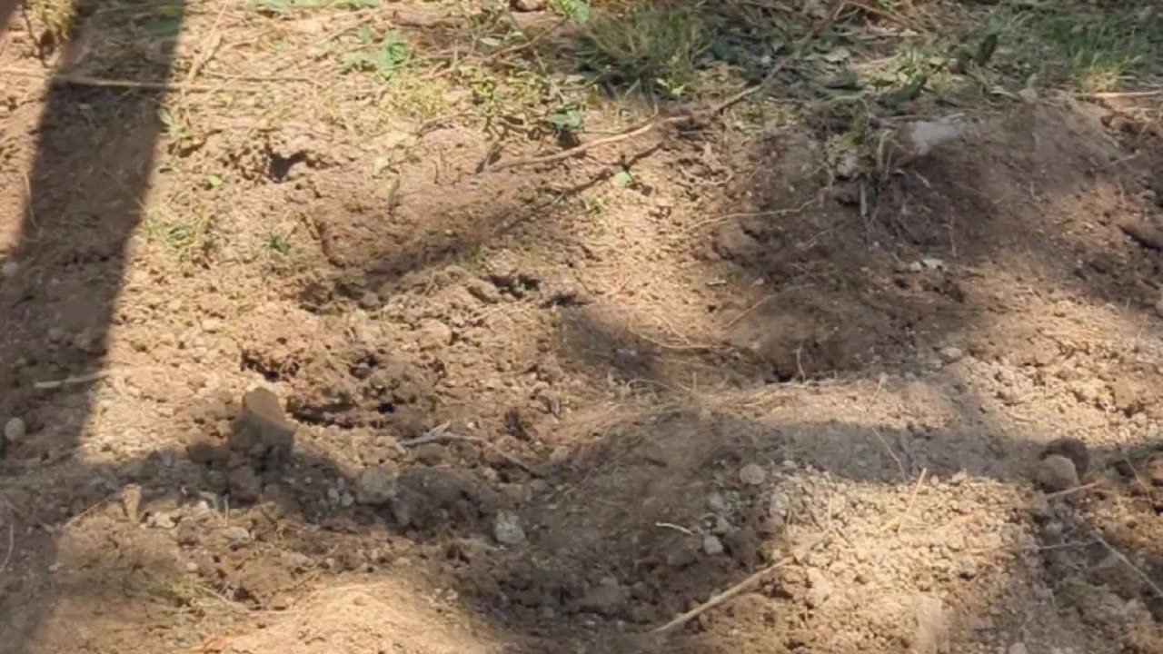 Chicken coop run