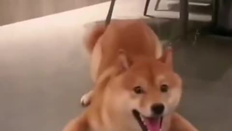 Super Funny Dog
