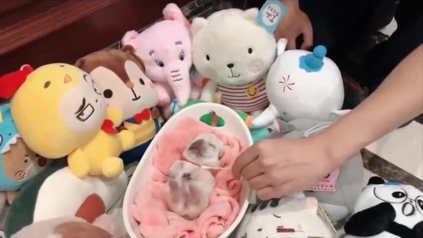 Funny cute dog 🐶 video