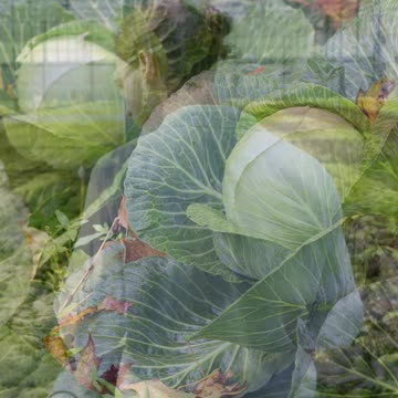 Developing Healthy And Sustainable Vegetable Farming Methods In The Southeastern U.S.