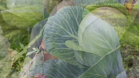 Developing Healthy And Sustainable Vegetable Farming Methods In The Southeastern U.S.