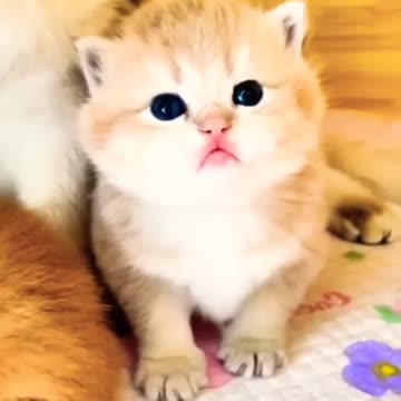 Cute kitten Viral,cats& kitten's, viralHog, adorable