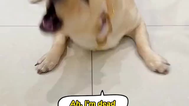 A dog's reaction to being stabbed with a fake knife