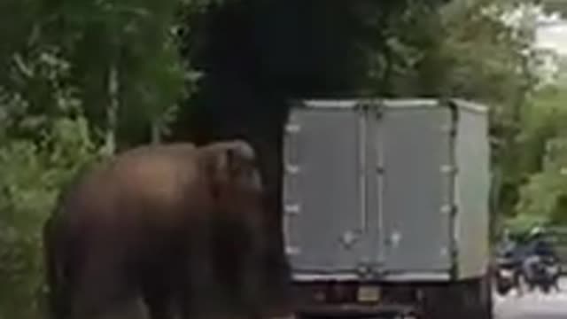 Wild elephant helps to star engine breakdown lorry