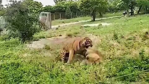 lion and tiger meet, what happened