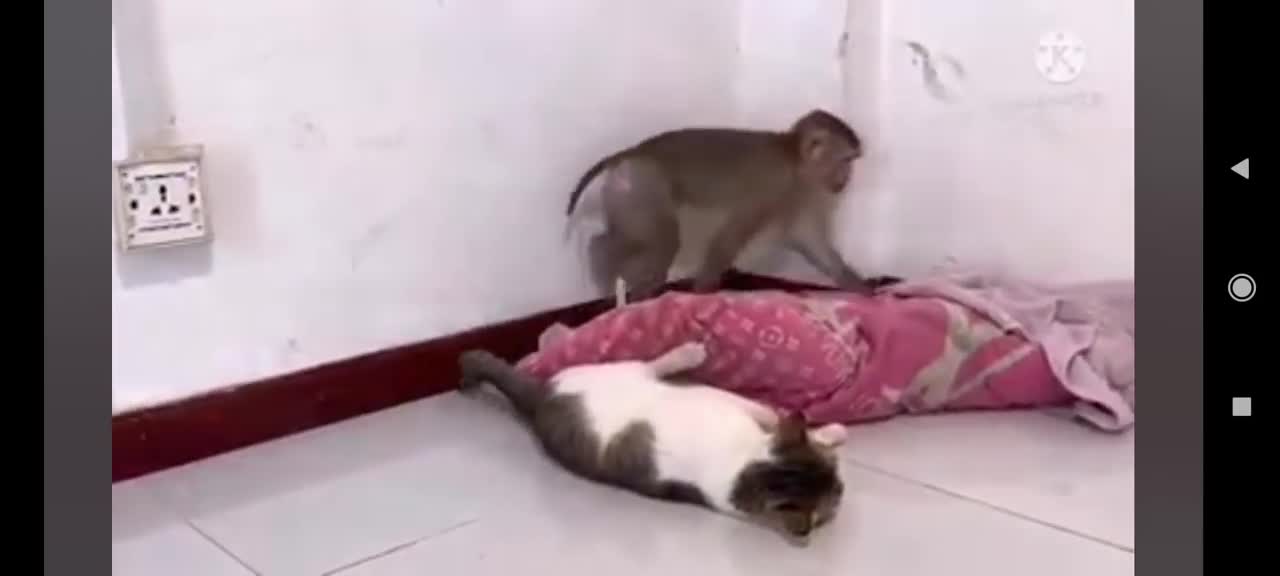 macaco Vs gato