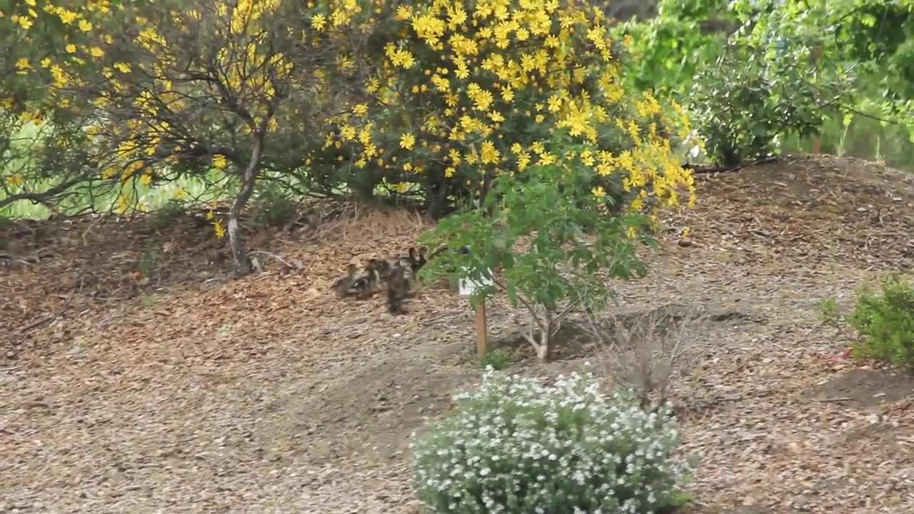 Hawk Vs Duckling!